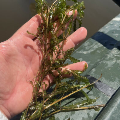 Curly Pondweed