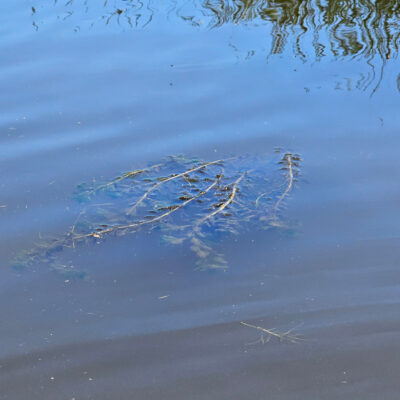 Eurasian Watermilfoil