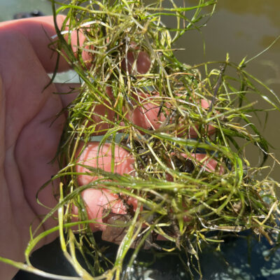 Horned Pondweed