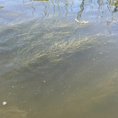 Bed of Sago Pondweed