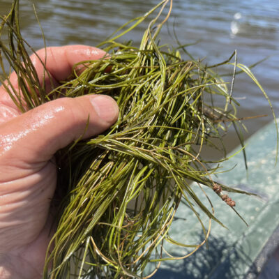 Sago Pondweed with Flowers